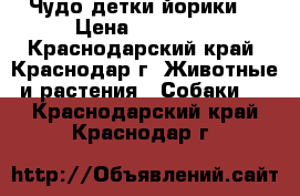 Чудо детки йорики! › Цена ­ 10 000 - Краснодарский край, Краснодар г. Животные и растения » Собаки   . Краснодарский край,Краснодар г.